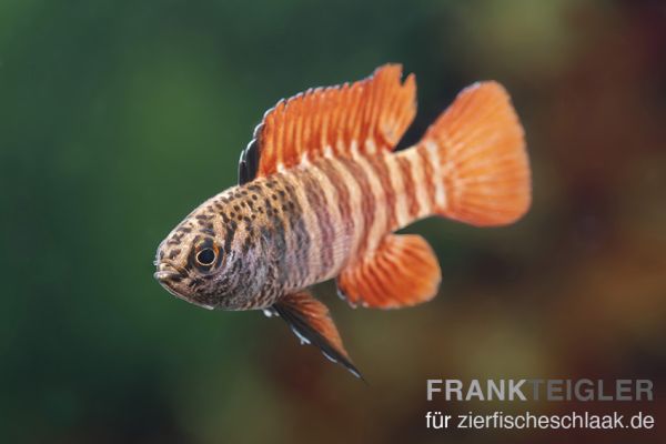 Flächigroter Blaubarsch °Black Tiger° - Dario hysginon